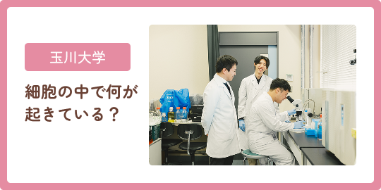玉川大学 細胞の中で何が起きている？