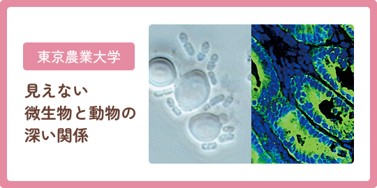 東京農業大学 見えない微生物と動物の深い関係