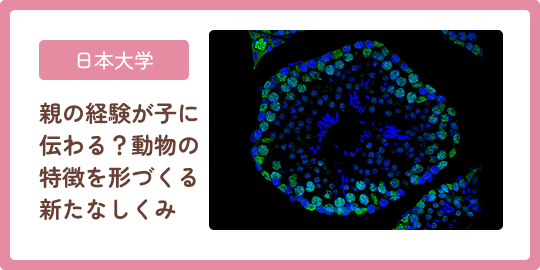 日本大学 親の経験が子に伝わる？動物の特徴を形づくる新たなしくみ
