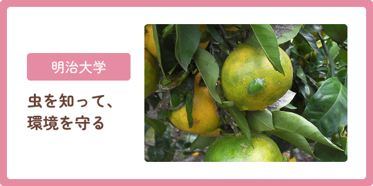 明治大学 虫を知って、環境を守る