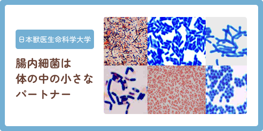 日本獣医生命科学大学 腸内細菌は体の中の小さなパートナー