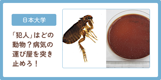 日本大学 「犯人」はどの動物？病気の運び屋を突き止めろ！
